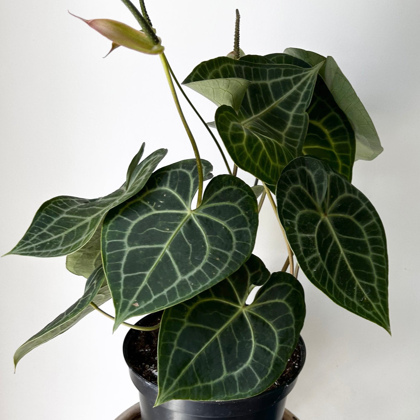 Anthurium clarinervium approximately 2ft tall in 10” pot