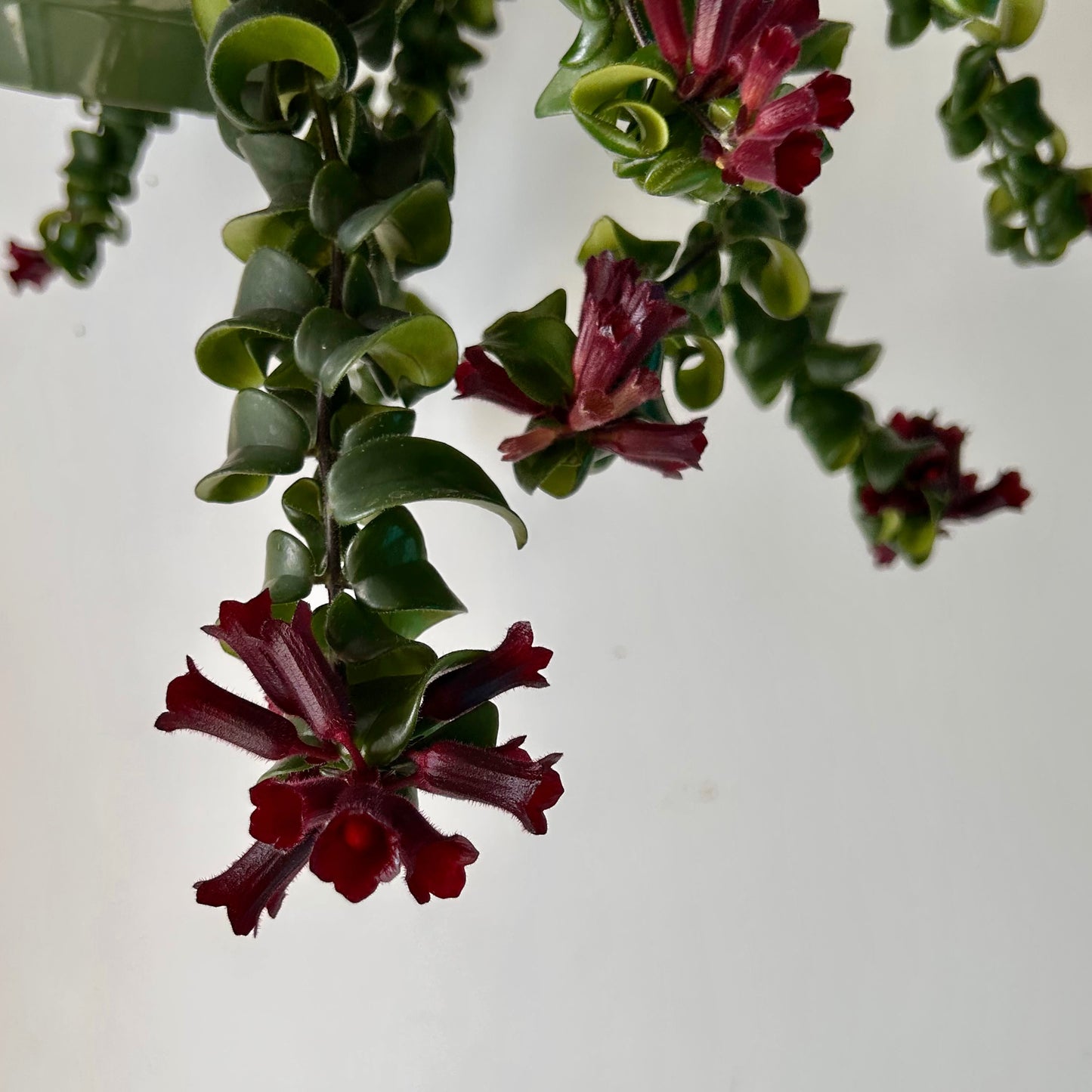 Rasta Lipstick Plant (Aeschynanthus radicans) 8” hanging pot