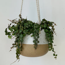 Load image into Gallery viewer, MILO Hanging Asymmetric Planter with sandstone base (two sizes)
