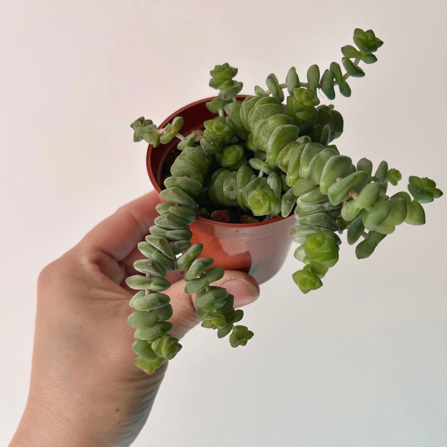 Jade Necklace (Crassula Marnieriana ) 3”pot