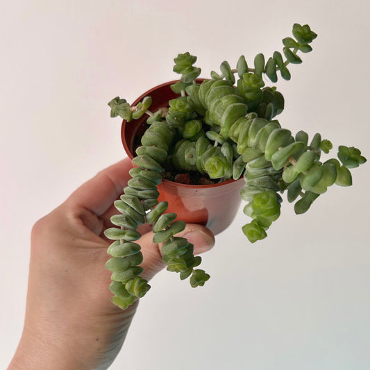 Jade Necklace (Crassula Marnieriana ) 3”pot