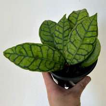 Load image into Gallery viewer, Hoya Callistophylla Short Leaf “ 4&quot;pot
