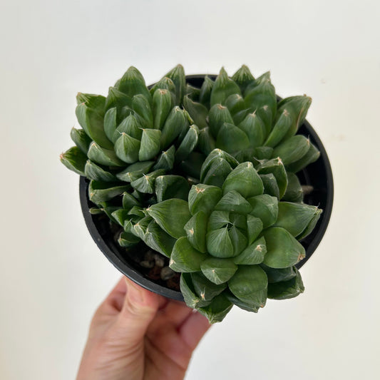 Haworthia Cymbiformis 5” pot