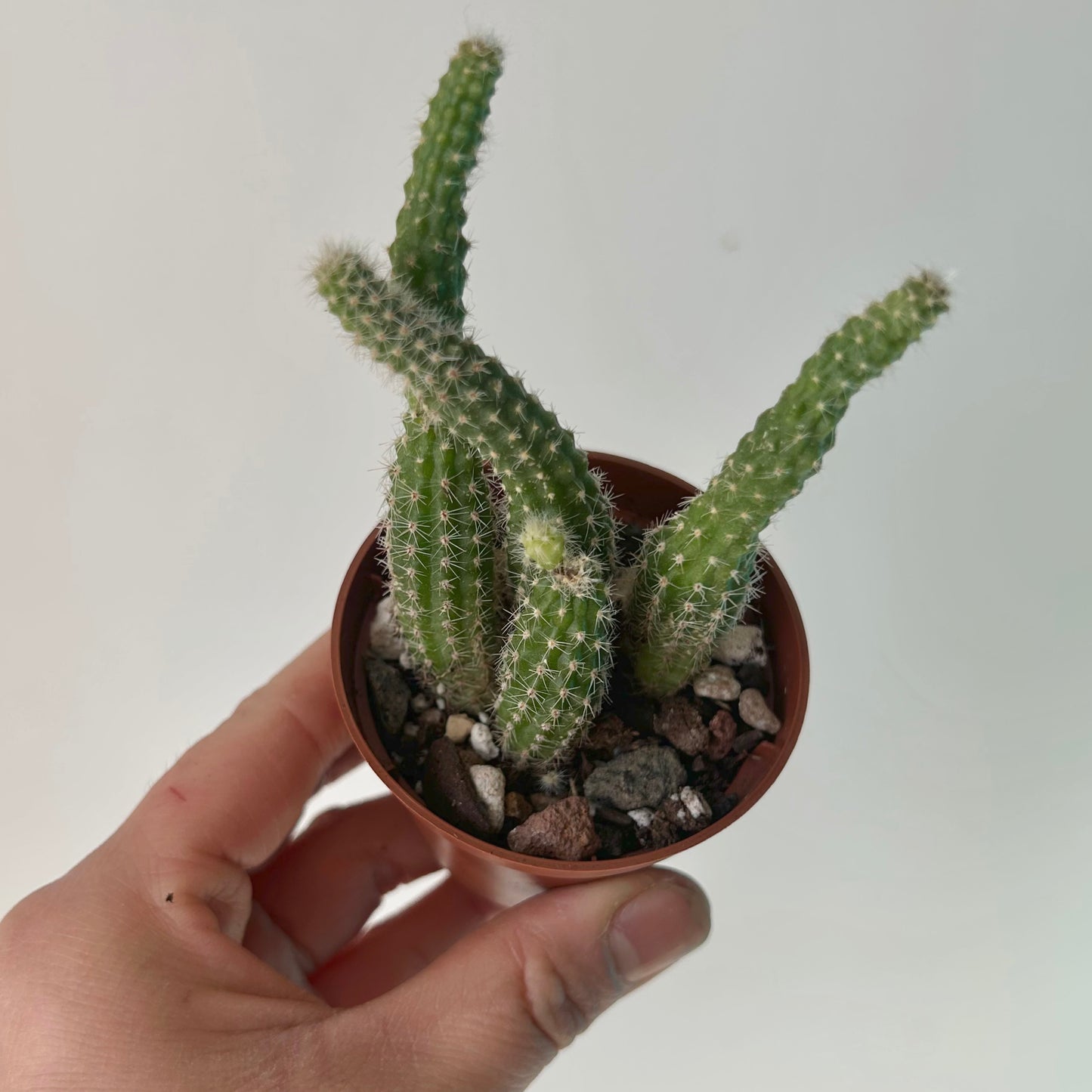 Peanut cactus (Echinopsis chamaecereus) 2.5”pot