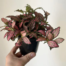 Load image into Gallery viewer, Nerve Plant “Pink Forest Flame”(Fittonia) 3.5”pot
