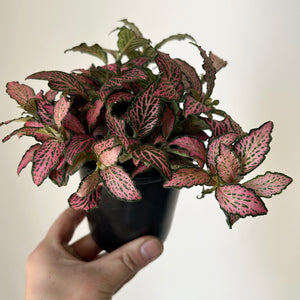 Nerve Plant “Pink Forest Flame”(Fittonia) 3.5”pot