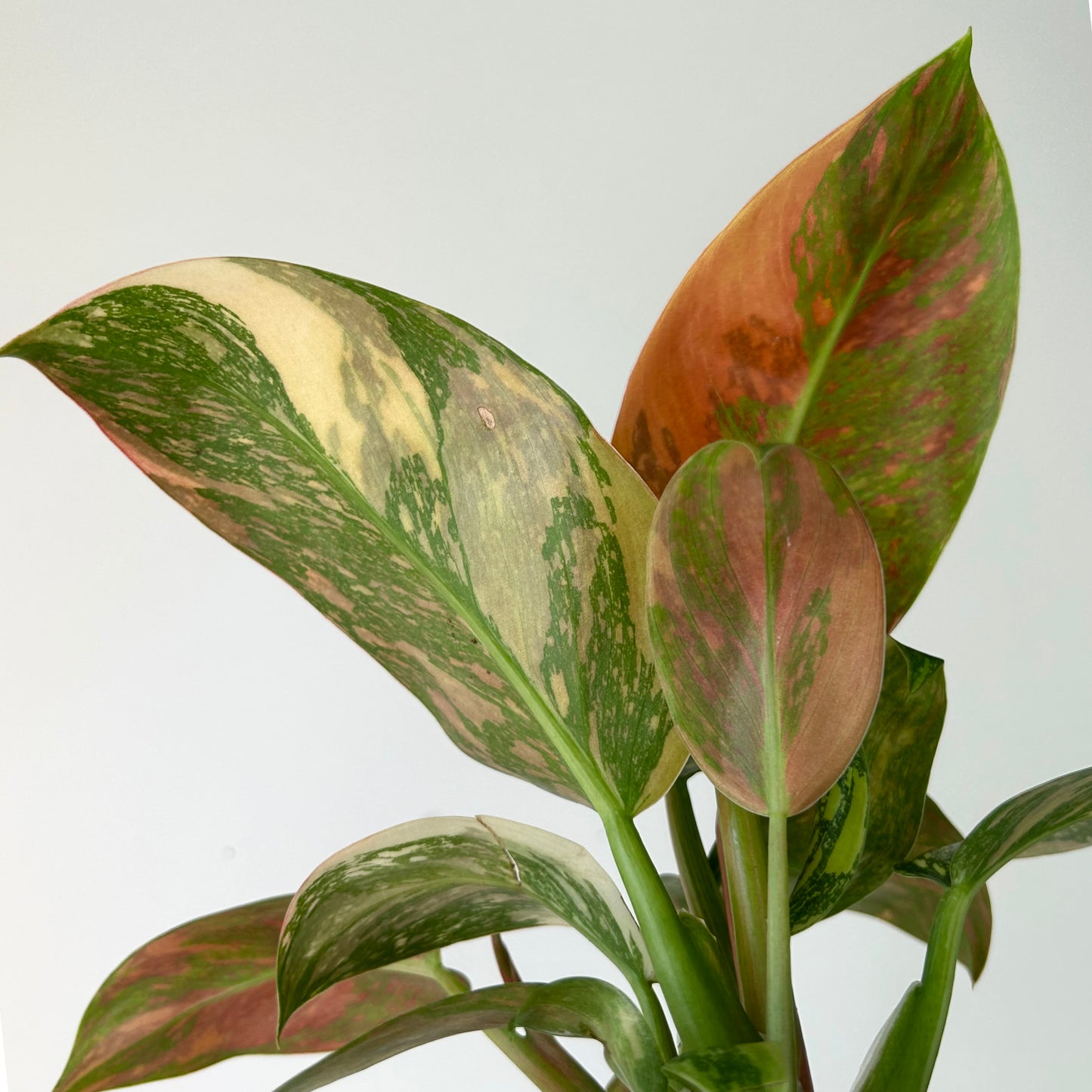 Variegated Philodendron Green Congo Nuclear 4” pots