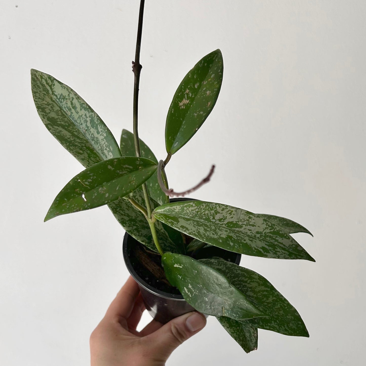 Hoya pubicalyx “Splash” 3.5” pot