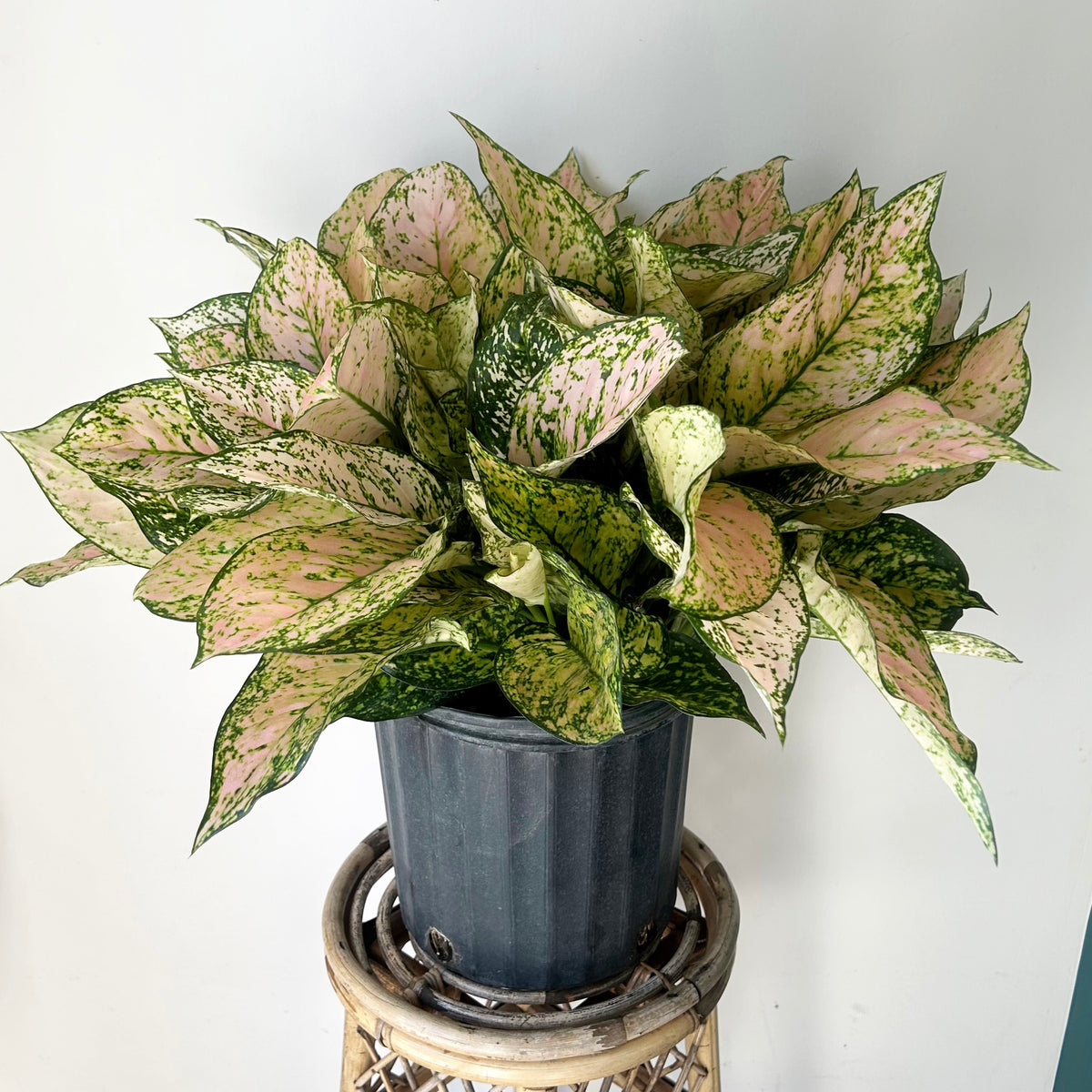 Aglaonema ‘Etta Rose’ 10” pot