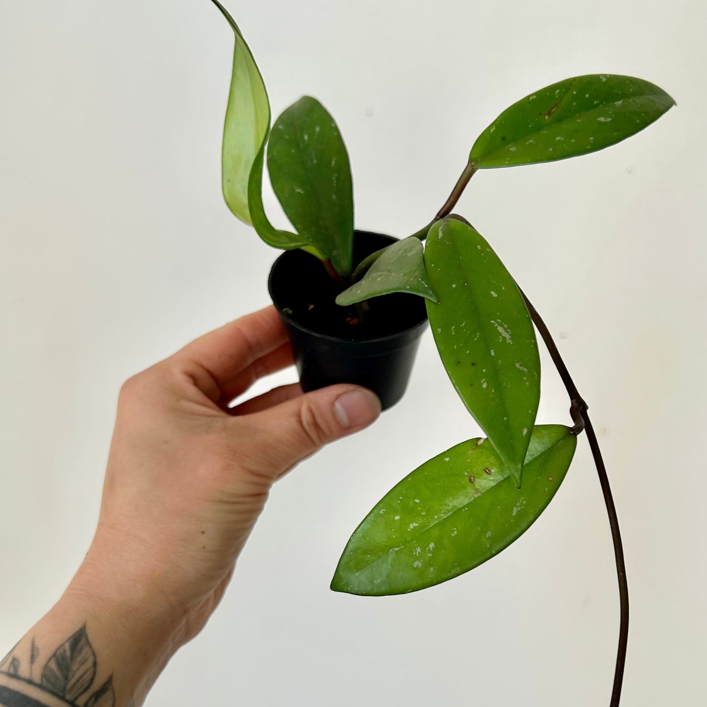 Hoya Pubicalyx 2.5”pot