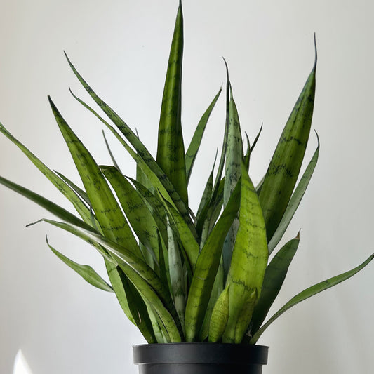 Sansevieria "Silver Streak" 4”pot