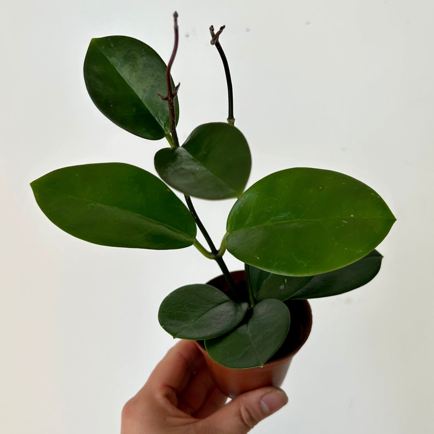 Hoya Australis 2.75”pot