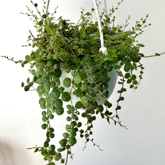 String of Turtles (Peperomia Prostrata) 6” hanging basket