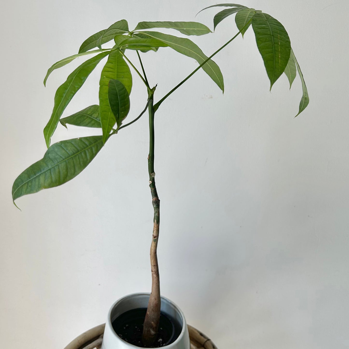 Money Tree (Pachira aquatica) single stalk 4”pot