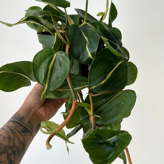 Philodendron “ Silver Stripe” 6”pot