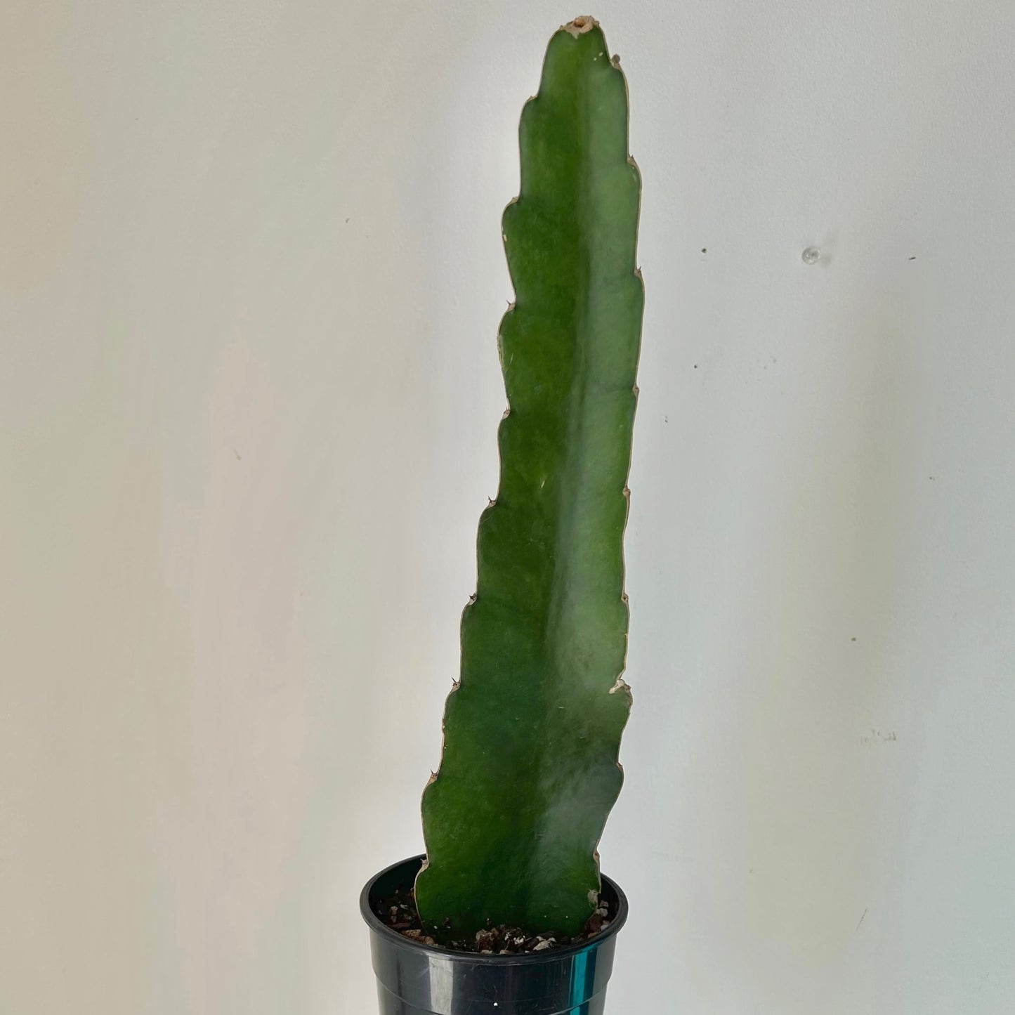 Dragon Fruit Cactus (Pitaya) 5”pot