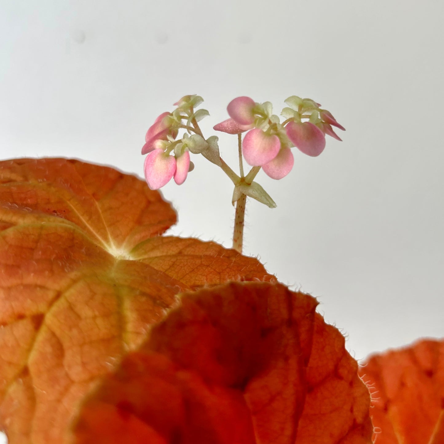 Begonia Rex "Autumn Ember” 4”pot