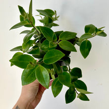 Load image into Gallery viewer, Mona Lisa Lipstick Plant (Aeschynanthus ) 4&quot; pot
