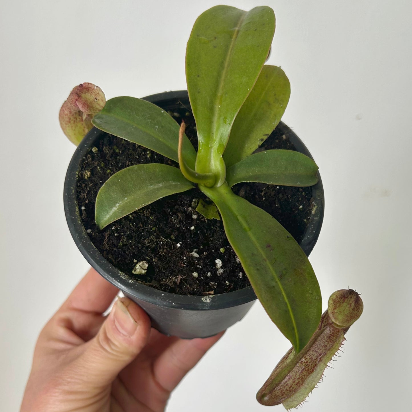 Miranda Hybrid Pitcher Plant ( N.maxima x N.northiana) 3.5”pot