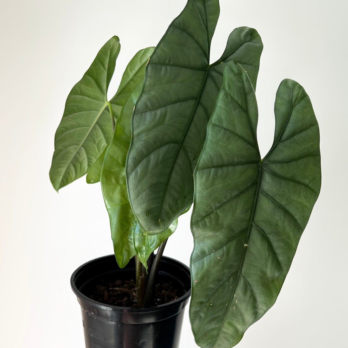 Alocasia Corazon 6”pot