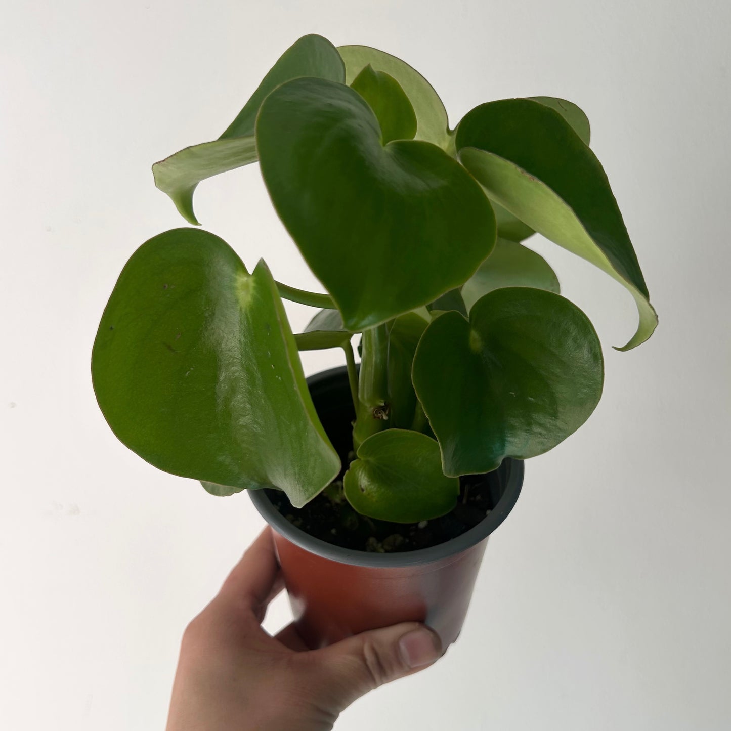 Peperomia “Raindrop” 4”pot