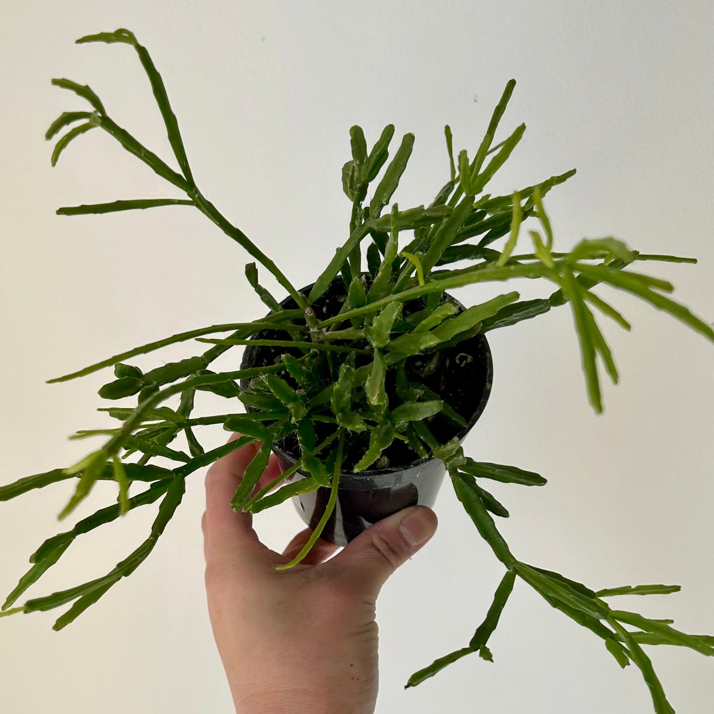 Rhipsalis Ewaldiana 4” pot