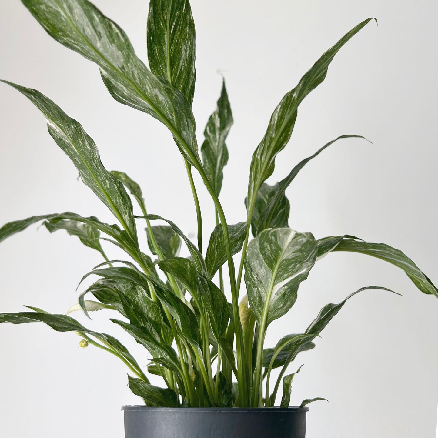 Variegated Peace Lily “Domino” 5” pot