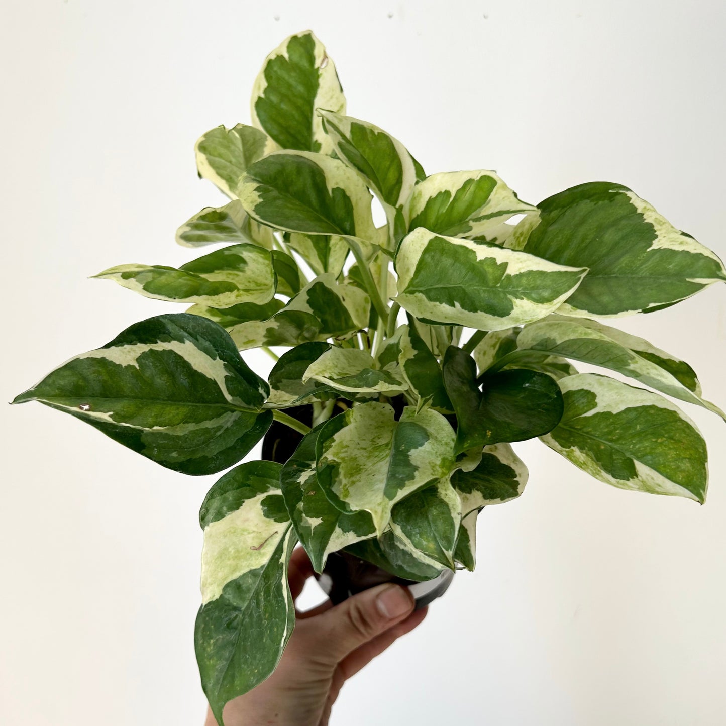 Pothos “Pearl & Jade” 4”pot