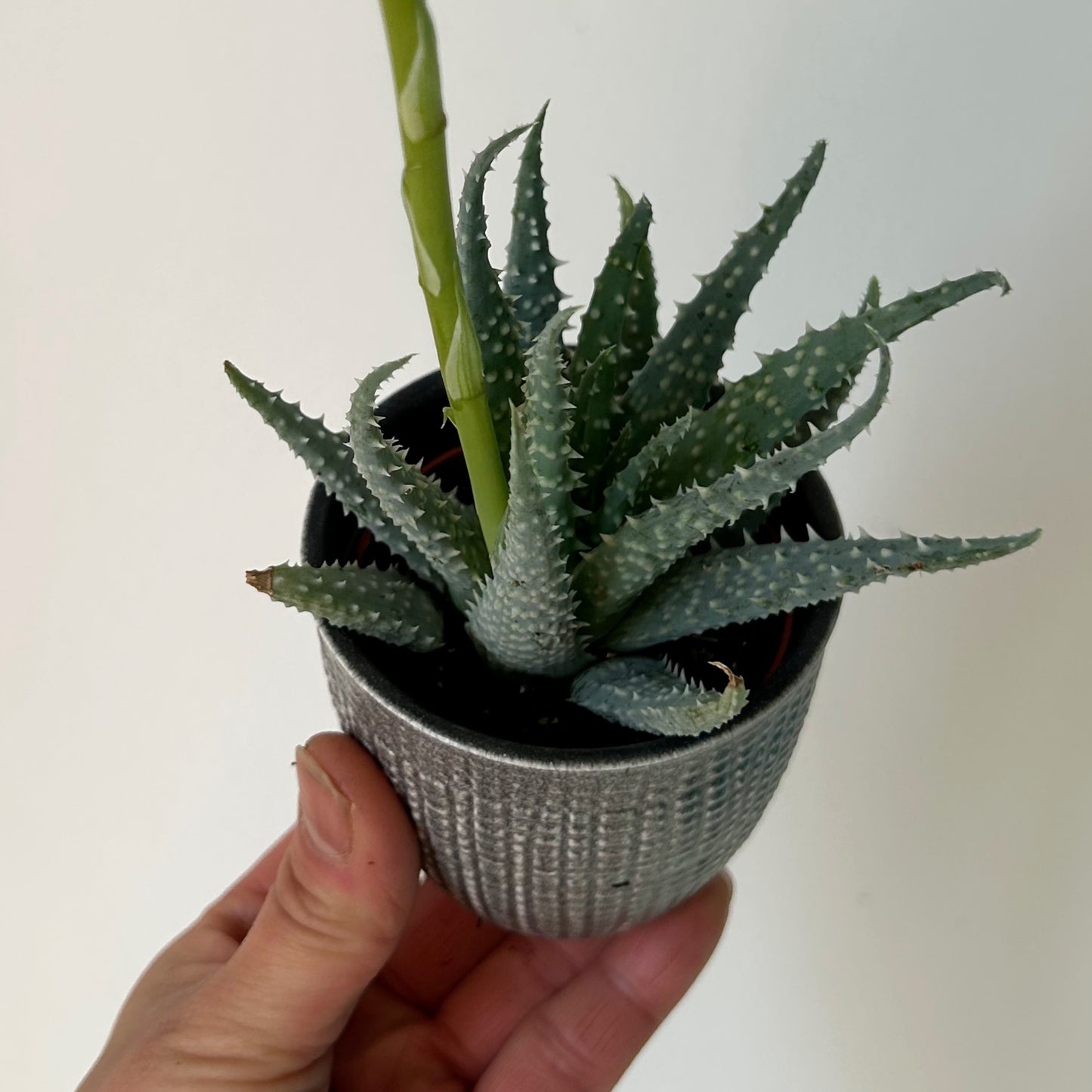 Spider Aloe (humilis) 2.5” pot