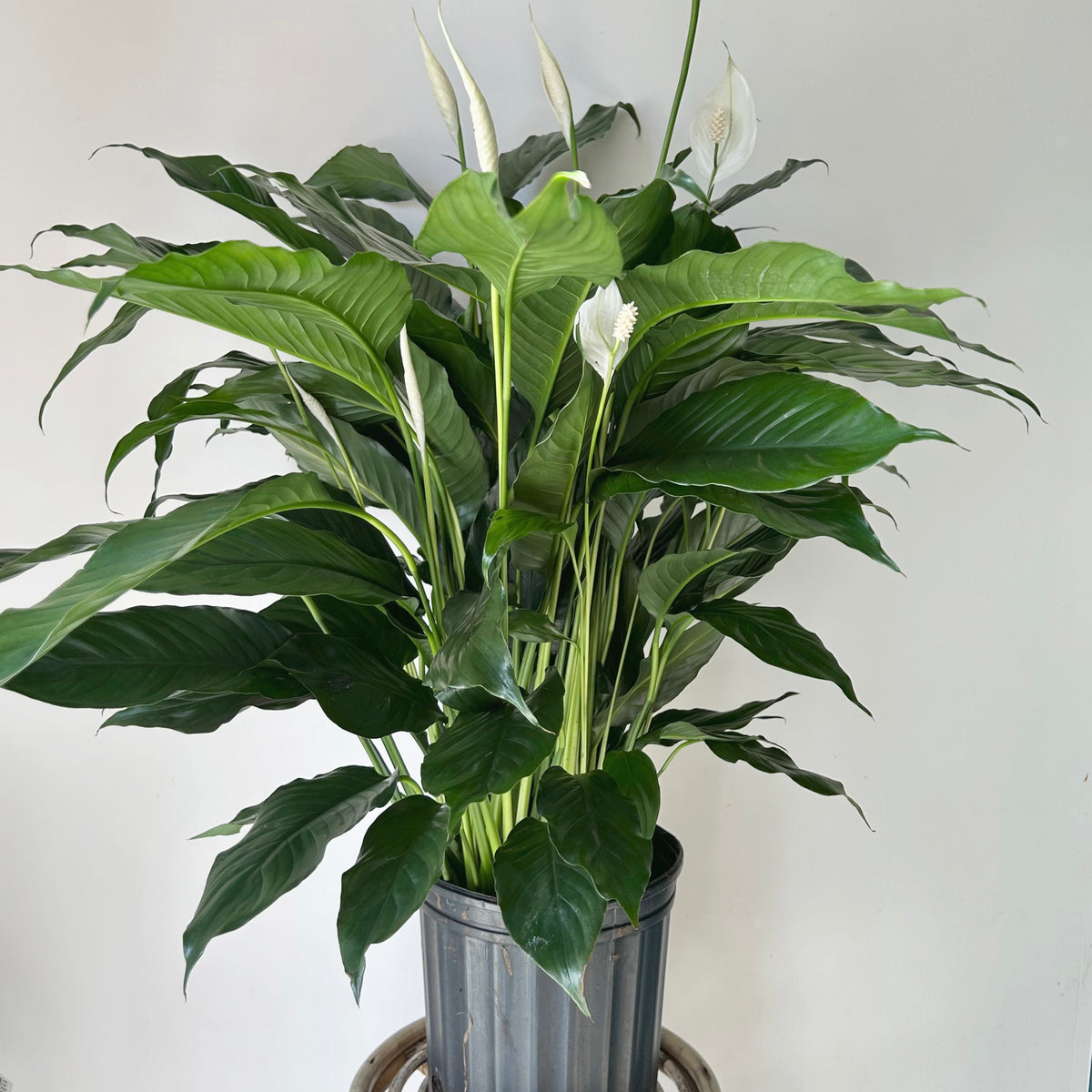 Peace Lily (Spathiphyllum) approximately 3ft tall in 10” pot