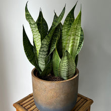 Load image into Gallery viewer, Sansevieria Robusta approximately 2Ft tall in 8.5”pot
