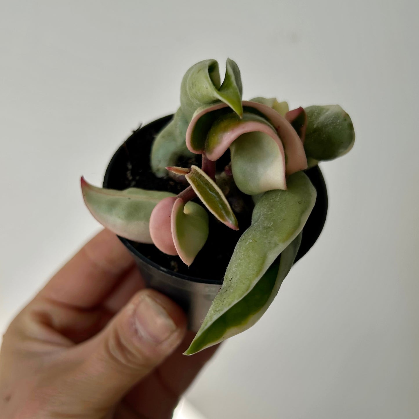 Hoya Carnosa Compacta Variegata (Rope Hoya) 3”pot