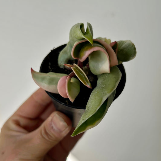 Hoya Carnosa Compacta Variegata (Rope Hoya) 3”pot