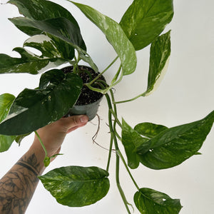Epipremnum Pinnatum "Albo Variegata" 4" pot