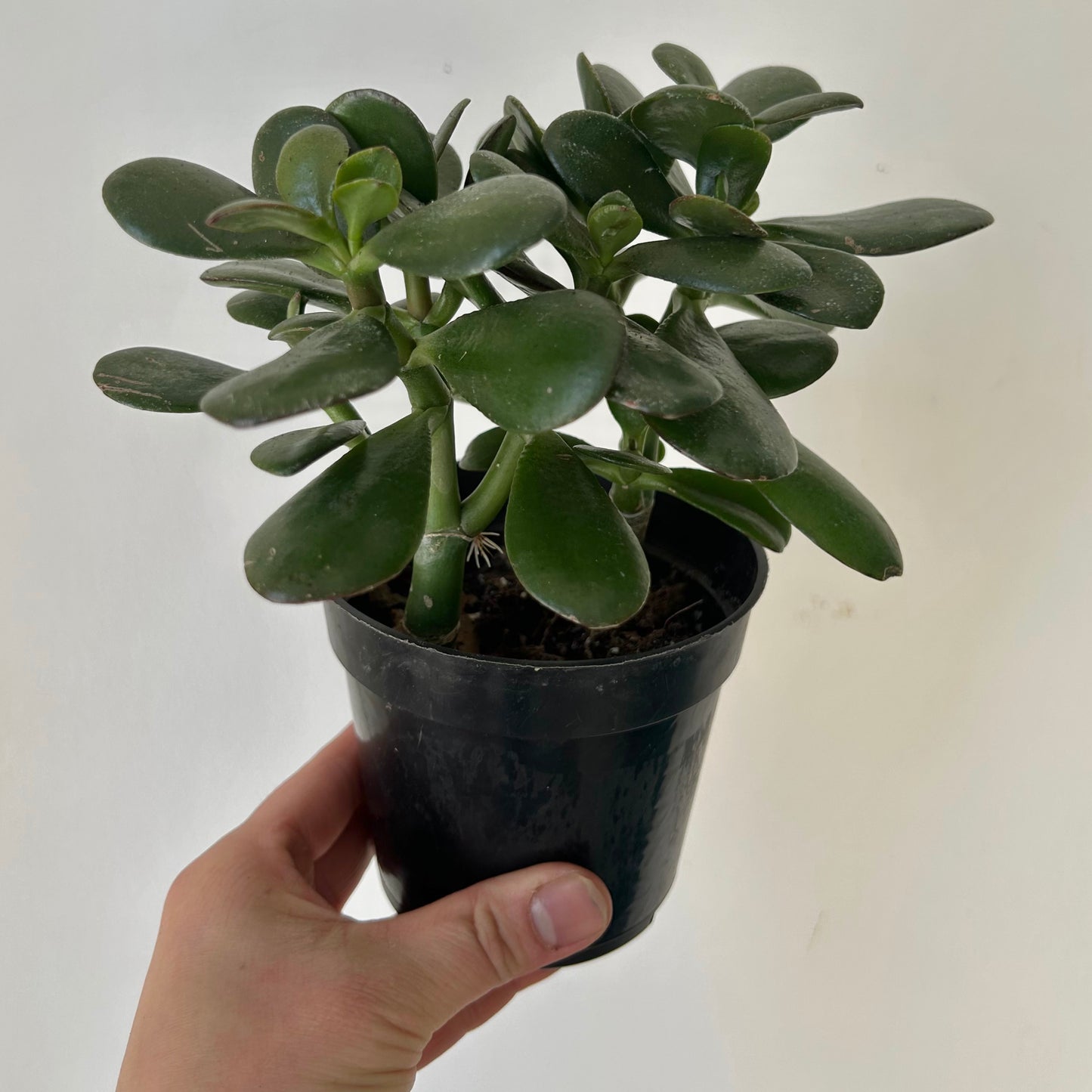 Jade Succulent (Crassula Ovata)  4" pot