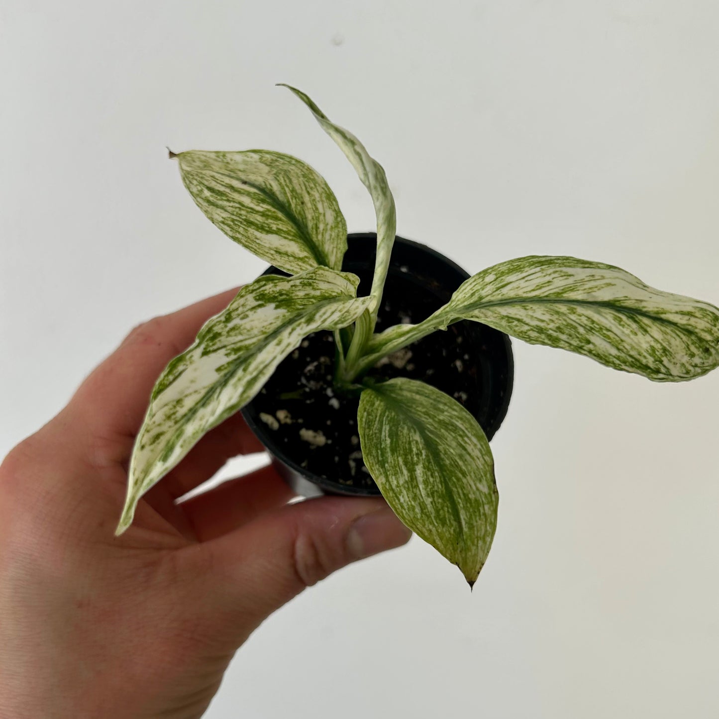 Spathiphyllum Variegated "Jessica" 2.5”pot