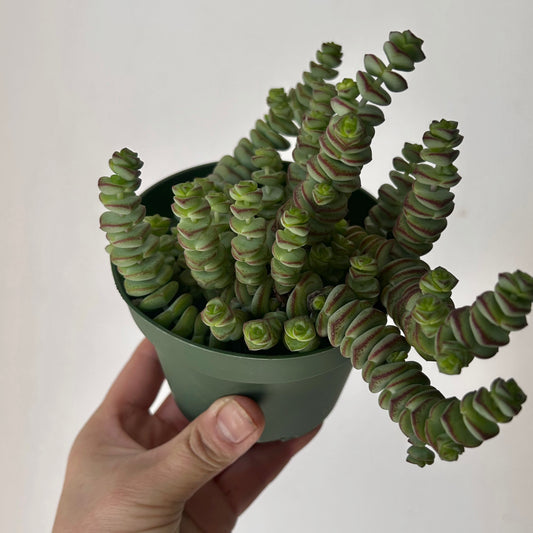 Jade Necklace Succulent (Crassula Marnieriana) 4” pot