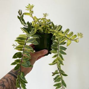 Lipstick Plant Aeschynanthus Bolero Bicolour 3.5”pot