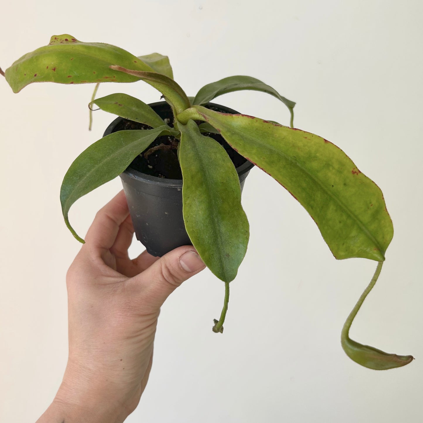 Nepenthes Dyeriana 3.5” pot
