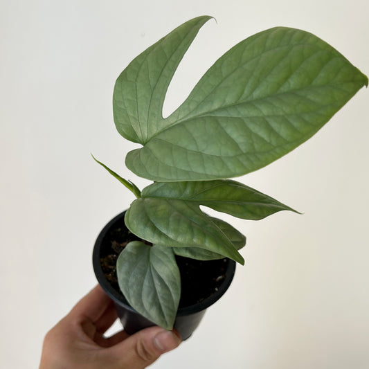 Amydrium Medium Silver 3.5”pot