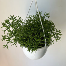 Load image into Gallery viewer, Rhipsalis Cereuscula 8”hanging basket
