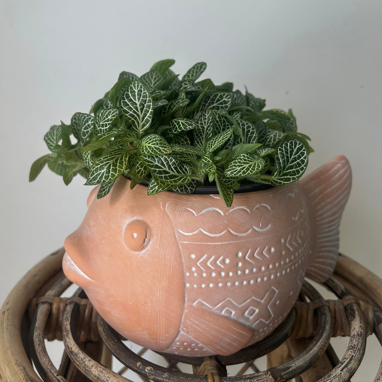 PISCES Decorative Clay Planter (5"x5")