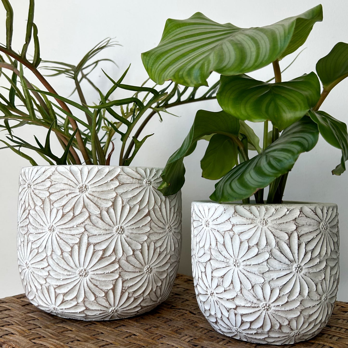 DAISY decorative cement pot (available in 2 sizes)