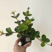 Load image into Gallery viewer, Peperomia “Hope” 3.5”pot
