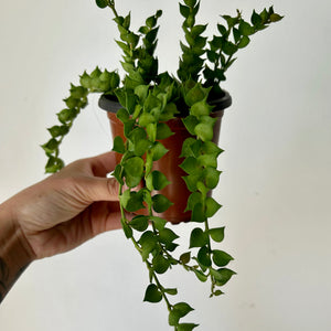 Dischidia “Million Hearts” Ruscifolia Green  4” pot