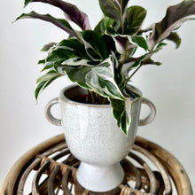 Load image into Gallery viewer, TROPHY Decorative Planter (4.25”X4.25”)
