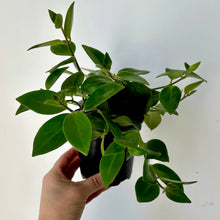 Load image into Gallery viewer, Mona Lisa Lipstick Plant (Aeschynanthus ) 4&quot; pot
