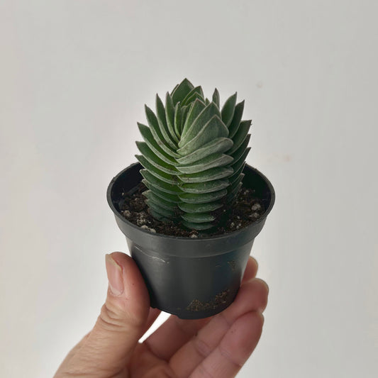 Crassula Capitella ‘Pagoda Buddha’s Temple’ 2.5”pot