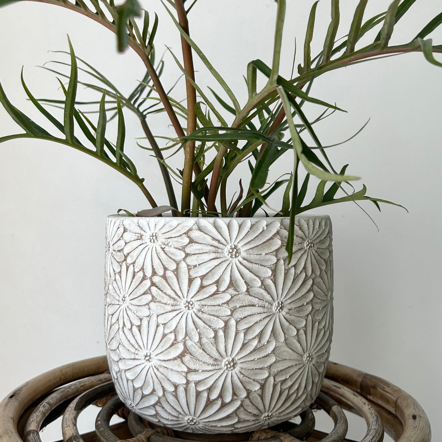 DAISY decorative cement pot (available in 2 sizes)