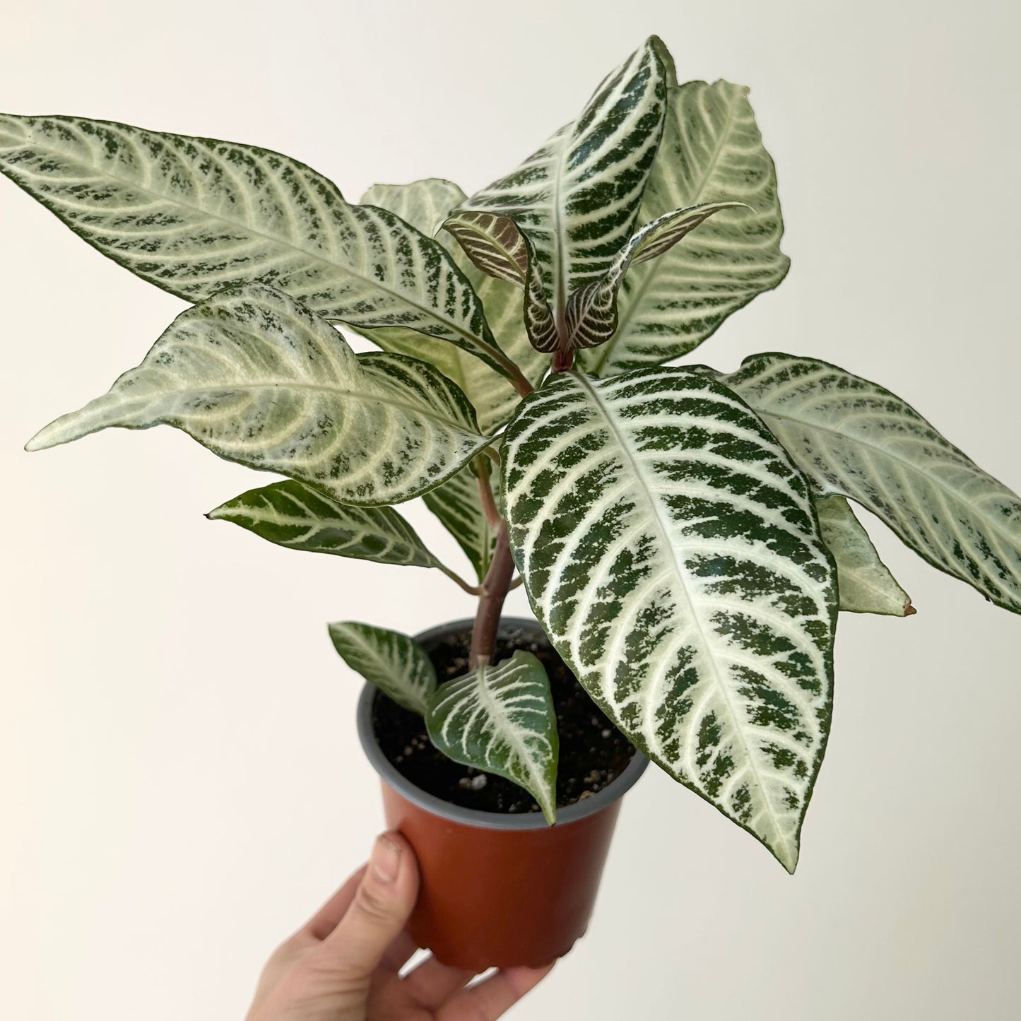 Aphelandra “Snowflake” 4" pot
